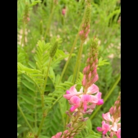 Sainfoin cultive, Onobrychis viciifolia (fam Papilionacees) (Europe, Asie occidentale) (4)